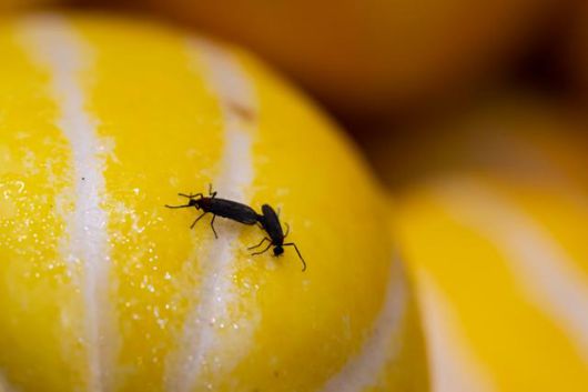 서울 은평구 일대 과일가게 안 참외 위에 붙은 붉은등우단털파리(러브버그)의 모습. 한국일보 자료사진서울 은평구 일대 과일가게 안 참외 위에 붙은 붉은등우단털파리(러브버그)의 모습. 한국일보 자료사진