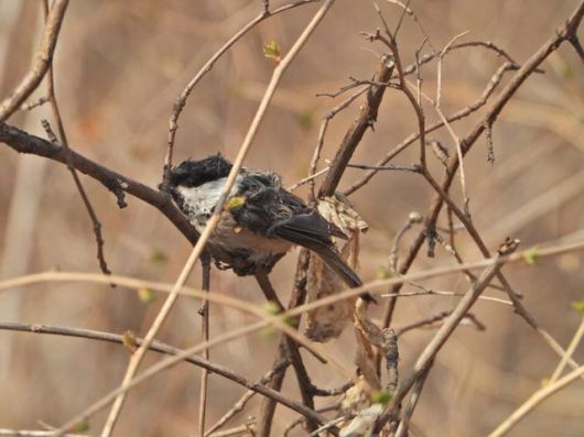 서울 은평구 봉산에서 발견된 끈끈이 롤트랩이 털에 붙은 쇠박새의 모습. 봉산생태조사단 제공