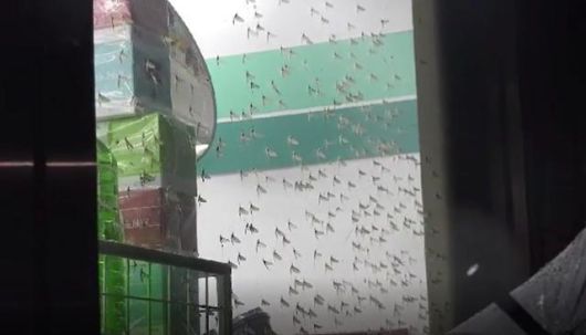 경기 남양주시 와부읍 한 상가에 떼 지어 나타난 동양하루살이. 남양주시 제공