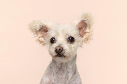 여전히 수많은 개들이 불법 번식장에서 구조되는 와중에 허브에게도 기회가 남아있기를 바라는 것이 활동가들의 마음이다. 동물자유연대 제공