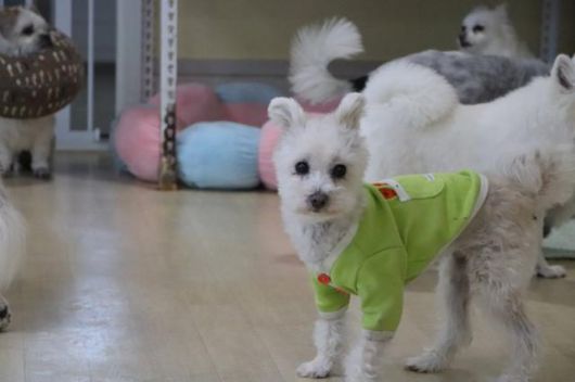 허브는 온센터에서 10년 가까이 지내며 노견들이 지내는 '노견정'에서 생활하고 있다. 동물자유연대 제공