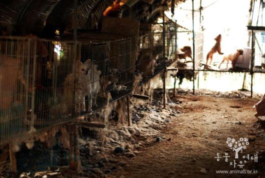 지난 2015년 11월, 경기 남양주시에 위치한 한 번식장의 모습. 허브는 이곳에서 수년간 '재고'처럼 취급당하다 구조됐다. 동물자유연대 제공