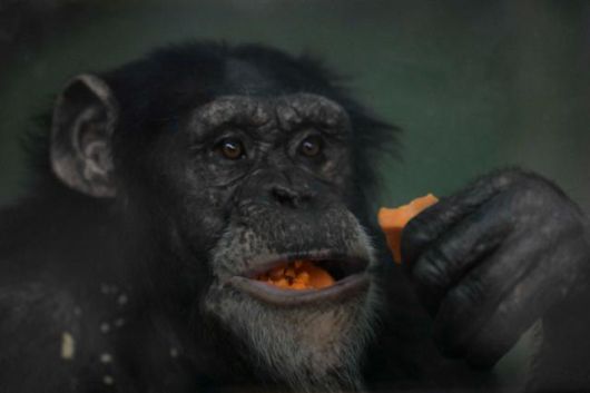 침팬지 관순이가 당근을 먹고 있다. 강예진 기자