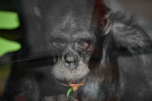 침팬지 광복이가 먹이를 먹고 있다. 강예진 기자