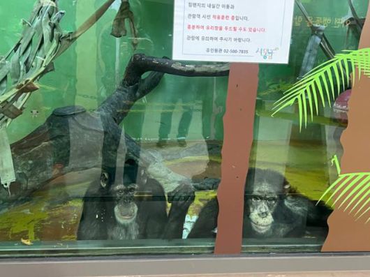 서울대공원 침팬지 광복이와 관순이가 사육장 밖을 내다보고 있다. 유리에는 침팬지가 관람객 시선 적응 훈련 중이며 유리창을 두드릴 수 있다는 안내 문구가 붙어 있다. 고은경 기자