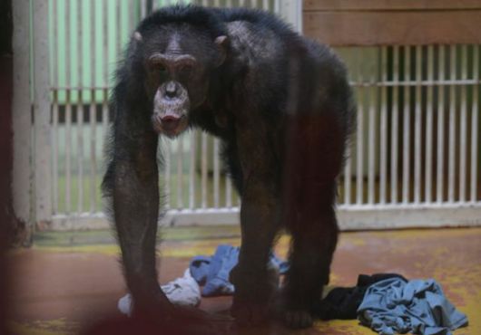 21일 경기 과천시 서울대공원에서 침팬지 광복이가 우우소리를 내고 있다. 이는 관람객의 시선을 느낀 광복이의 과시행동이라는 게 동물원 측의 설명이다. 강예진 기자