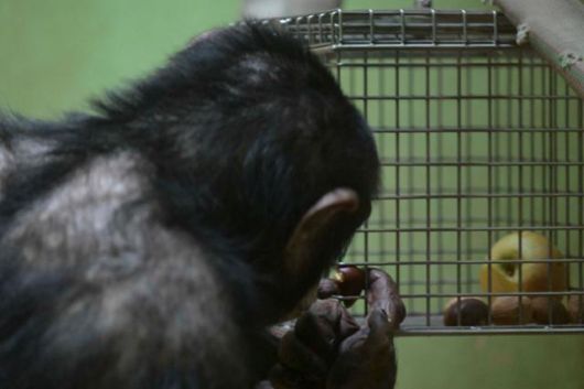 서울대공원 침팬지 광복이가 손가락을 이용해 먹이를 꺼내먹고 있다. 강예진 기자