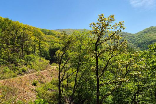 유명산 정상으로 가는 산길은 좁고 험하다.