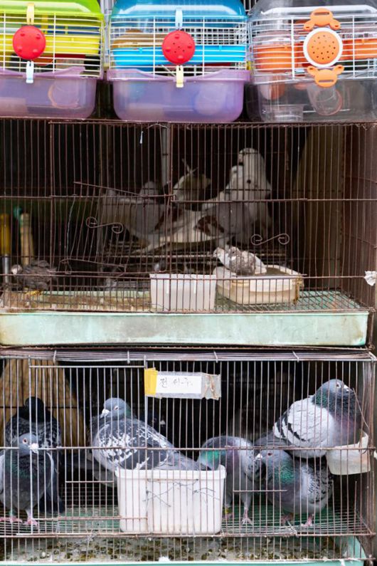 다양한 종류의 새가 지난해 4월, 서울시 종로구 청계천 애완동물거리에 놓인 비좁은 새장에 갇혀 있다. 이지양 작가 제공