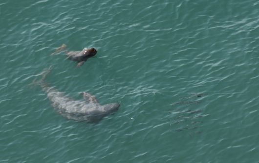 경남 남해 한려해상국립공원 바다에서 포착된 엄마와 새끼 ○○○가 숭어떼를 사냥하고 있는 모습. 국립공원공단 제공