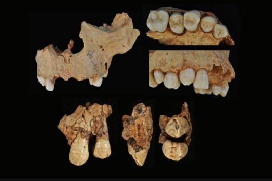그란 돌리나 동굴에서 출토된 어린이 뼈.