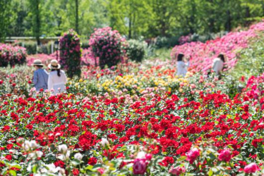 에버랜드 장미정원에 장미가 만개해 있다. 삼성물산 제공