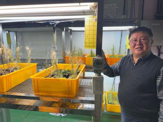 이효연 제주대 생명공학부 교수가 지난달 17일 제주대 아라캠퍼스 내 연구실에서 배양 중인 실험 작물을 소개하고 있다.