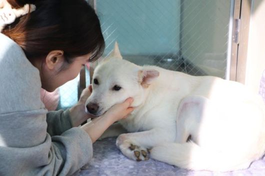 활동가들은 시온이의 적응을 돕기 위해 자주 만져주면서 교감을 시도하고 있다. 동물자유연대 제공