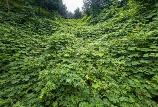 서울 은평구 봉산 편백 조림지의 계곡부가 칡과 생태계교란식물인 환삼덩굴로 뒤덮여 있다. 하상윤 기자
