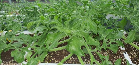 아이스 플랜트는 남아프리카 나미브 사막이 원산지인 다육식물이다. 줄기와 잎에 미네랄 성분의 결정이 얼음처럼 맺혀 있어 아이스 플랜트라고 불린다.