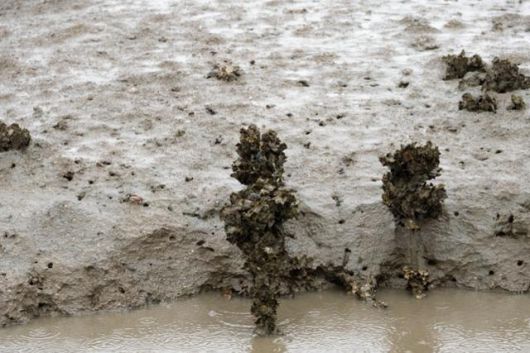 갯벌에 박아둔 나뭇가지에 굴이 달라붙어 자라고 있다. 갯벌에 뚫린 구멍 인근에는 농게가 보인다.