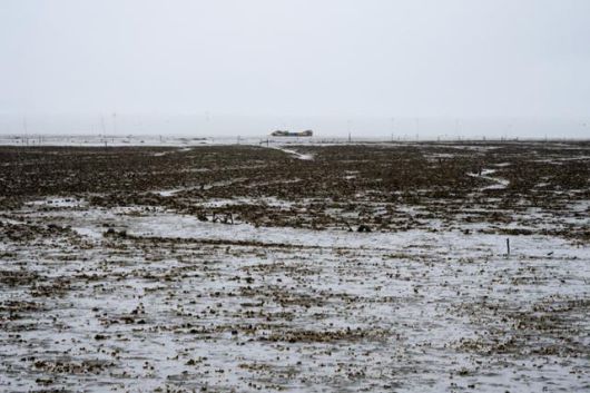 우도 주위 갯벌에 굴이 빼곡히 자라 있다.