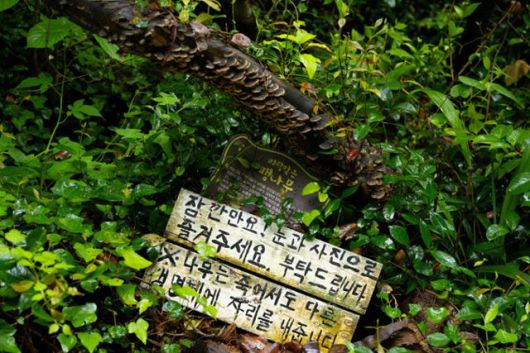 쑥섬의 팽나무가 자연으로 돌아가고 있다.