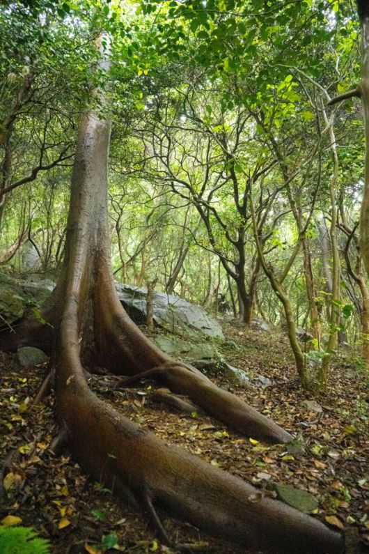 쑥섬의 원시림에 다양한 수종의 나무가 한데 어우러져 있다.