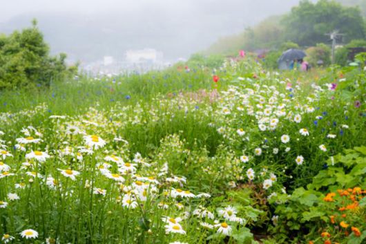 쑥섬의 여름정원에 들국화가 피어 있다.