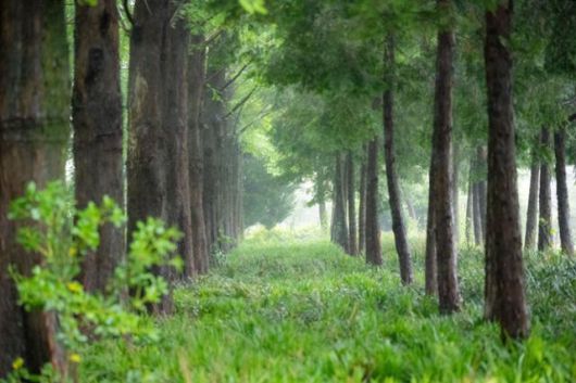 전남 고흥군 금세기정원의 메타세쿼이아길.