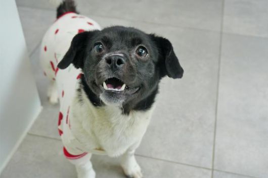 코에 화상의 흔적은 남았지만 이제 산책도, 간식의 즐거움도 알게된 새숨이. 동물자유연대 제공