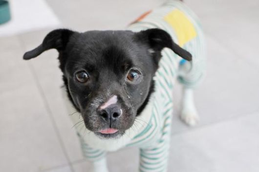 매일 새로운 것을 배워나가는 새숨이. 동물자유연대 제공