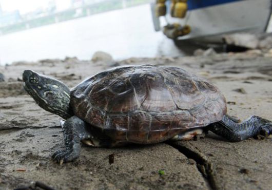 남생이. 한국일보 자료사진