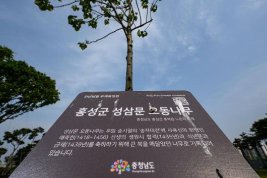 최근엔 충남도청 인근에 조성 중인 홍예공원 내 ‘후계목 정원’에 이식된 성삼문 오동나무 후계목 모습. 홍성=하상윤 기자