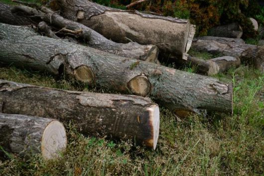 성삼문선생유허지의 한쪽 귀퉁이에 오동나무가 잘게 잘린 채 바닥에 나뒹굴고 있다. 홍성=하상윤 기자