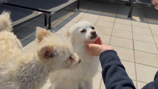 지난 4월, 경기 남양주시 동물자유연대 '온센터'에서 만난 반려견 '졸리'(왼쪽 두번째)가 활동가의 쓰다듬을 받고 있다. 동그람이 정진욱