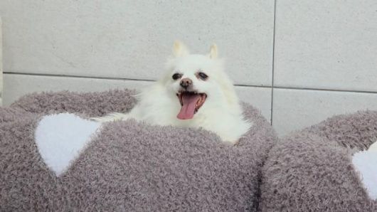 졸리의 자리인 푹신한 방석. 보호소 활동가들은 졸리가 이 방석보다 더 편한 가정이 있다는 사실을 하루빨리 깨닫길 바라고 있다. 동그람이 정진욱