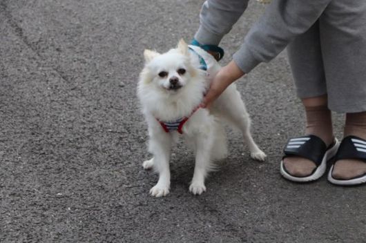 졸리는 수년째 산책조차 제대로 하기 어려울 만큼 주변 환경을 겁내는 강아지였다. 그러나 매일 산책하는 활동가들의 노력 덕분에 산책은 상당히 익숙해진 상태였다. 동물자유연대 제공
