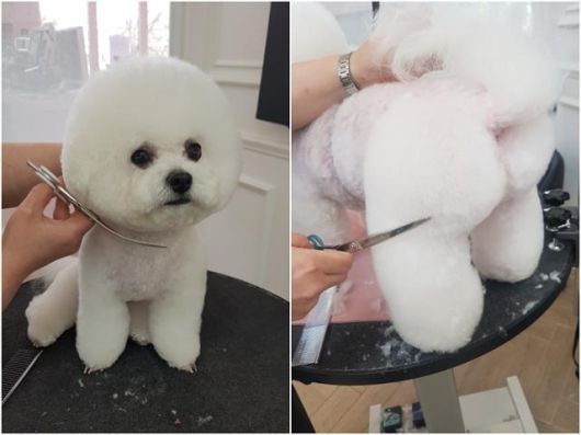 김윤지씨는 비숑프리제 미용 전문으로 손꼽힌다. 동그란 얼굴뿐 아니라 엉덩이 털을 빵빵하게 하는 김씨만의 스타일로 인기가 높다. 김윤지씨 제공