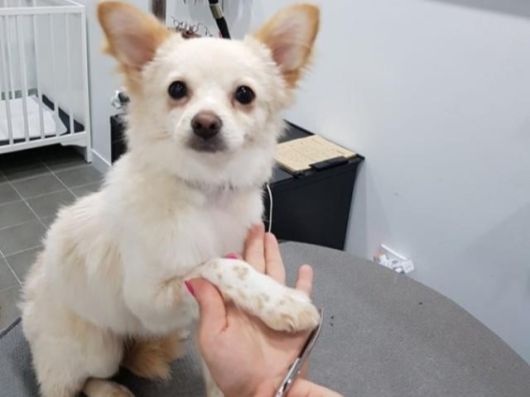 김윤지씨가 동물자유연대에서 보호 중인 구조견의 발을 잡고 털을 깎고 있다. 동물자유연대 제공