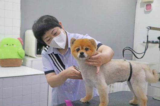 반려동물 미용사 김윤지씨가 동물보호단체 동물자유연대에서 보호 중인 감귤이의 미용을 하고 있다. 동물자유연대 제공