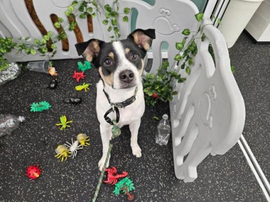 루돌이라는 미지의 생명에 대한 두려움을 정이현 작가는 소설가답게 '글쓰기'로 해소해 나갔다. 정이현 작가 제공