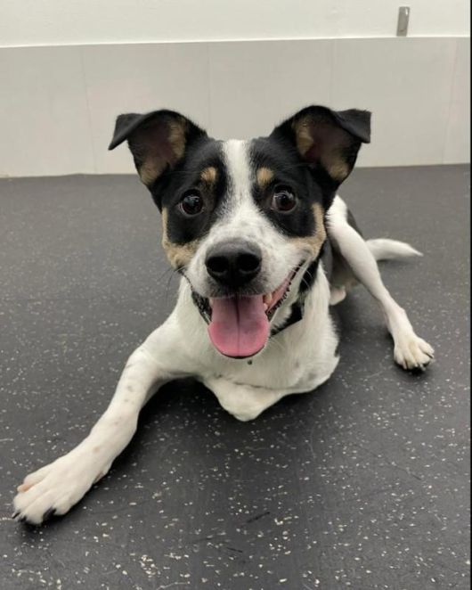 루돌이의 입양은 자녀들의 강한 요청으로 이뤄진 일이었다. 그만큼 정 작가의 자녀들도 양육 책임을 나눠 지고 있었다. 정이현 작가 제공