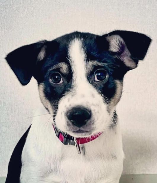 2022년 12월 입양 당시 강아지였던 소설가 정이현의 반려견 '루돌'의 모습. 정이현 작가 제공