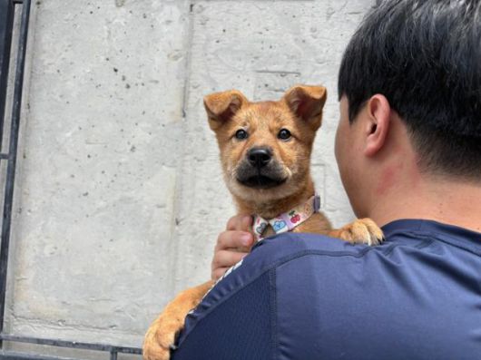활동가 품에 안겨 있는 애순이. 라이프 제공