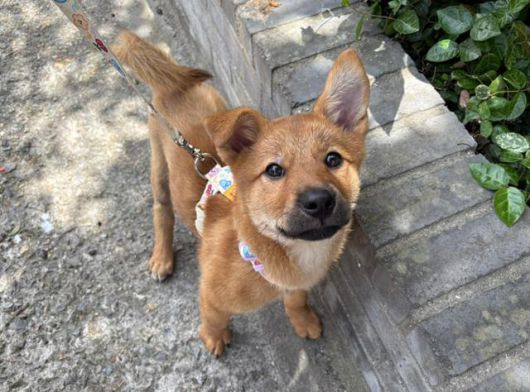 사람도 장난감도 좋아하는 애교쟁이 애순이. 동물보호단체 라이프 제공