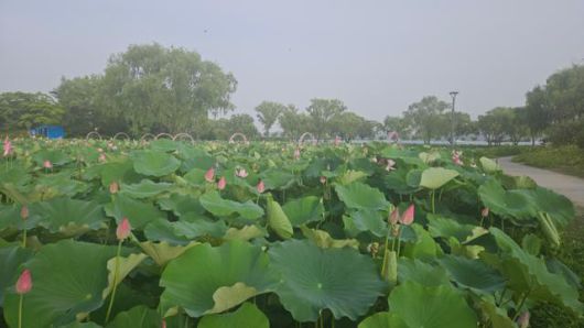 충남 부여 궁남지 연꽃단지. 이 정원은 백제 무왕 때 조성된 국내 최초의 인공정원으로 알려져 있다. 부여=윤형권 기자