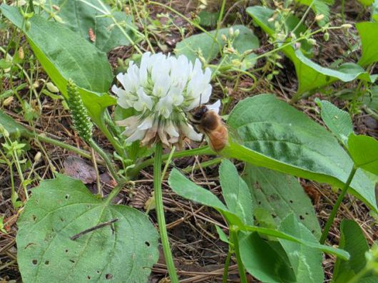 서울 중구 남산공원 토끼풀에 날아든 꿀벌의 모습. 벌볼일있는사람들 제공