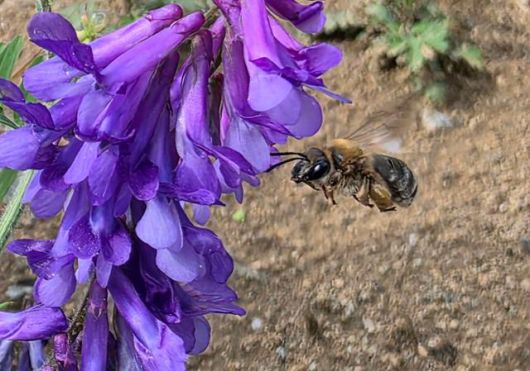 야생벌인 수염줄벌의 모습. 벌볼일있는사람들 제공