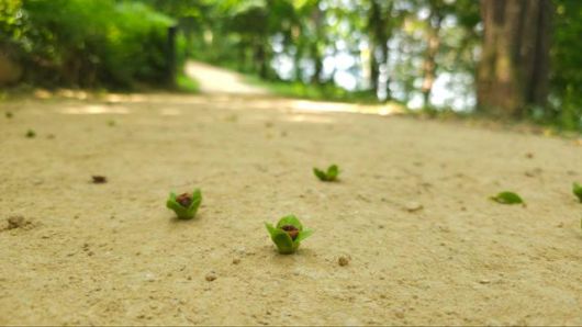 감꽃이 수정된 뒤 열매를 맺으려다, 성장하지 못하고 안에서 말라버리면 꽃잎, 깍지(꽃받침), 그리고 작은 열매까지 통째로 땅에 떨어진다. 이는 ‘유과 낙과’라 불리며, 스스로 생존과 번식을 최적화하려는 전략적 과정으로 야생감나무에서 흔히 볼 수 있다. 생존을 위한 ‘선택적 포기’이다. 김은아 도시스토리텔러 제공