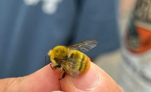 지난달 31일 조수정 벌볼일있는사람들 공동대표가 서울 중구 남산공원에서 발견한 수컷 좀뒤영벌을 잡아 시민들에게 보여주고 있다. 수컷은 침이 없어 쏘일 염려가 없다. 고은경 기자