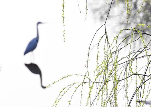 버드나무 숲 사이로 흐르는 여의도샛강생태공원에서 왜가리 한 마리가 먹이를 기다리고 있다. 왕태석 기자