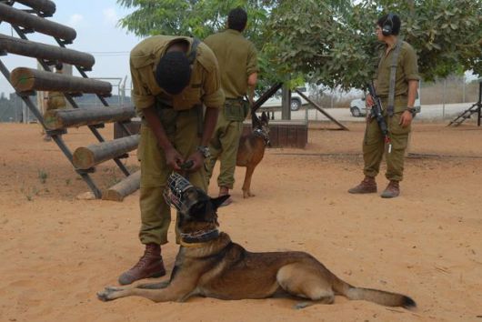 이스라엘 군견 훈련부대에서 군견을 교육하고 있는 모습. 이스라엘의 군견은 네덜란드, 영국, 독일 등 유럽 각지에서 수입되는 것으로 추정된다. 위키미디어 코먼스