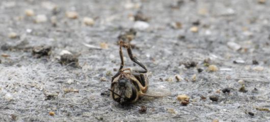 충북 청주시의 한 양봉장에서 죽은 채 발견된 꿀벌. 한국일보 자료사진